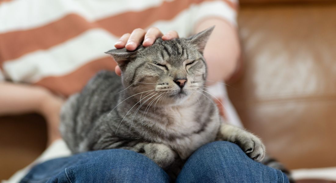 Woman petting a gray cat  on her lap and cat is purring